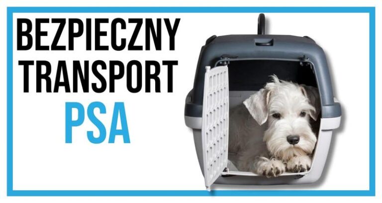 Bezpieczny transport psa w samochodzie – jak uniknąć mandatu?